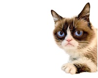 grumpy cat with blue eyes looking at the camera